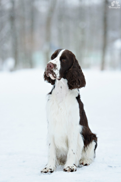 194947-b5f6d-84655677-m750x740-u09be9.jp